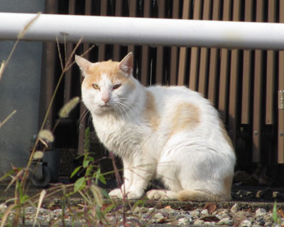 ������Ɗј\�̂���˂�