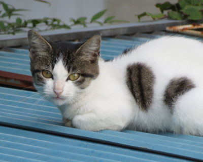 ���傤�����������܂����