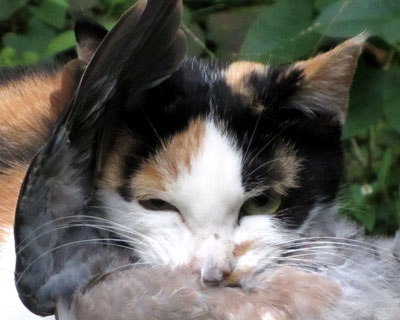 �������悭�ɂ�܂ꂽ