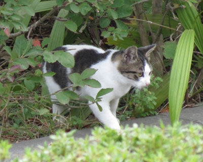 �����܂����͂悭�ߏ��ɂ���