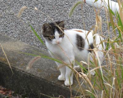 ����n��Ƃ��͕ςȌ��ƎԂɒ���