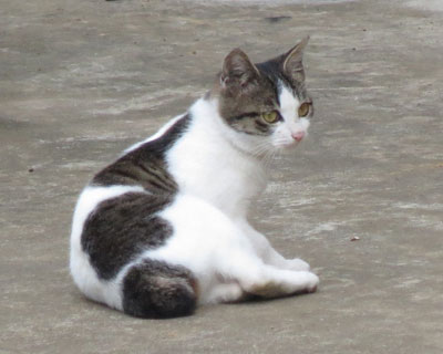 �悻�̂����̌��֑O�ł��낮