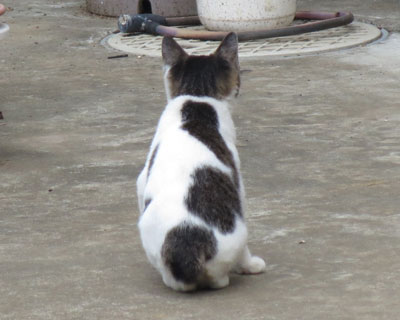 ���p�����킢��