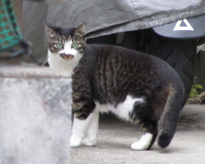 �����Ă��r�b�N��