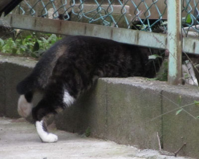 ���Ԃ𔲂���