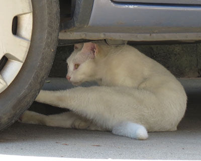 �s�R�҂������̂ŉB���