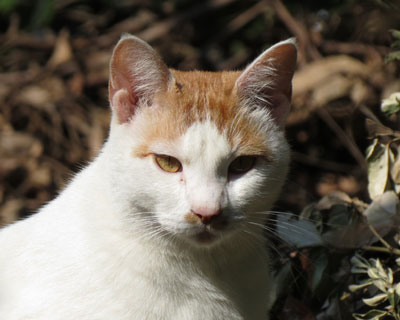 ���傤�͔������̑����