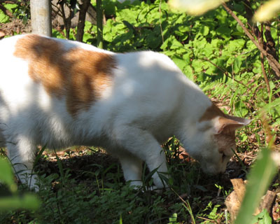 �o�b�^��߂܂��Ă�