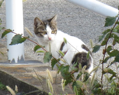 �������ɕ���������Ă�