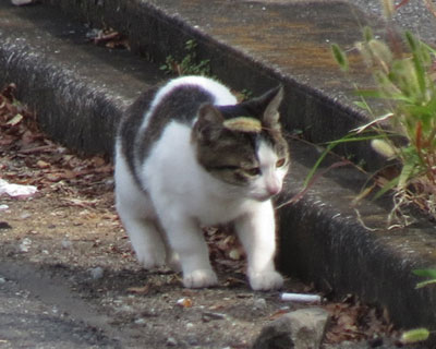 ���߂Č��Ă���Q�����A�܂��q��