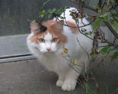 ��x�������Ȃ��������юO�т����