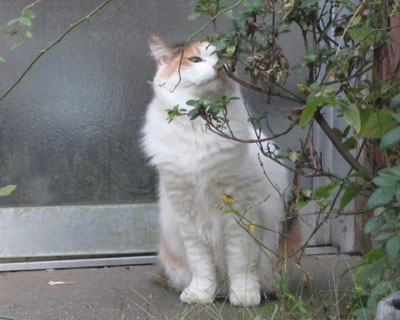 ���̃j�I�C��������