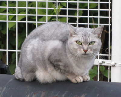 ���낢�ł��̂�