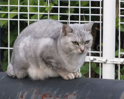 ����ς茢�̊ώ@