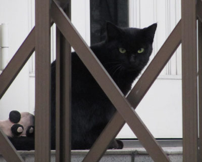 �������킢�����˂������