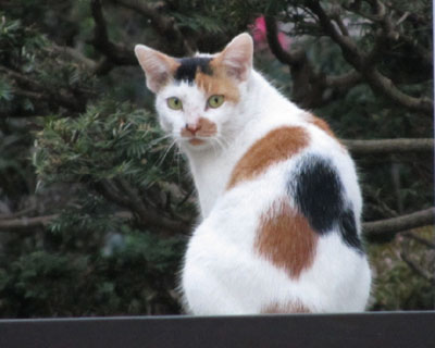 �݂�ȐU�����