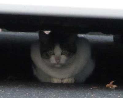 �[���x���A�Ԃ̉��ɂ��������܂����