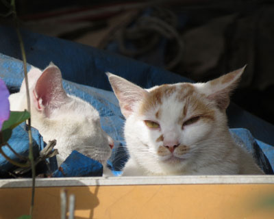 �Q�C�����̂ɋC�Â��Ȃ�����