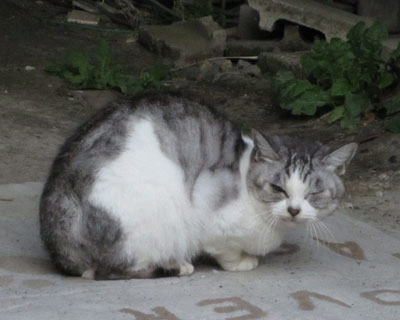 ���ڂȂ̂��A�ЖڂȂ̂�