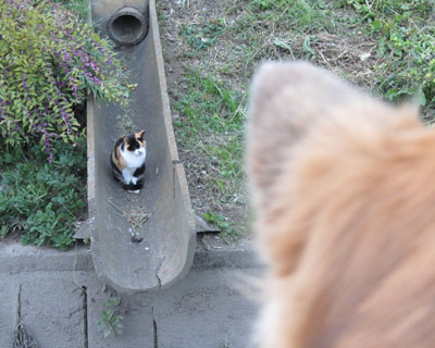 �ςȂ̂Ɍ�������