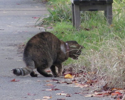 �Ȃɂɔ�т��Ď��s�����˂�