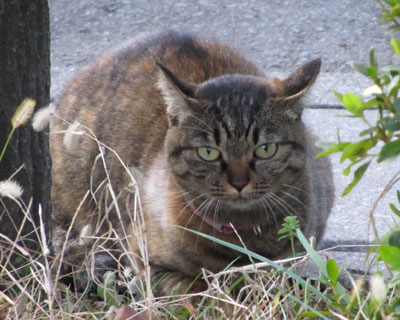 ���H�ɍ����Č��̊ώ@