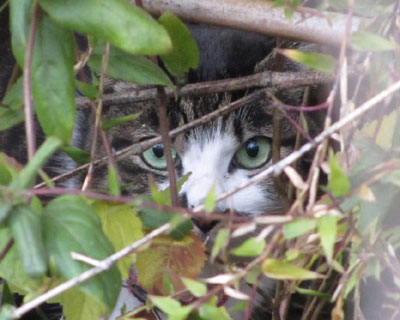 �΂݂̊��ڂ����