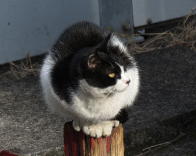 �ŋ߂��񂺂񌩂Ȃ�����