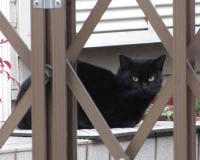 ���͂�҂��̍��˂������