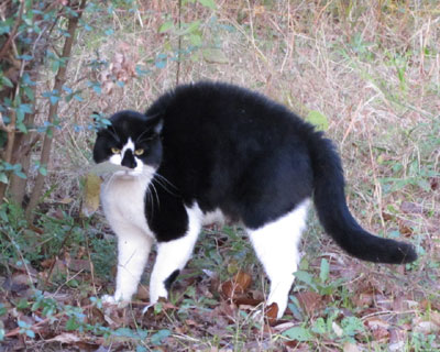 �͗l���������낢�˂�