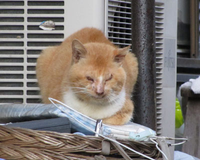 ����Q�Ɩ���