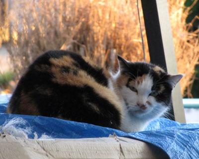 ���ޒu����ł��낮�O�т����