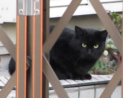 ���˂������͎O�т����̎q