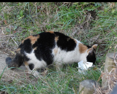 �V���r�łނ��ڂ�H���Ă��ʎO�т����