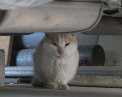 �L�c�l���ۂ��˂�