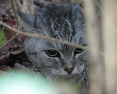 �Ȃ����������ɂ���