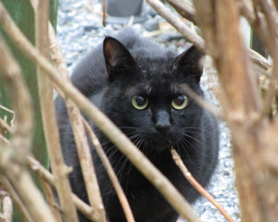 ���ɂт�����