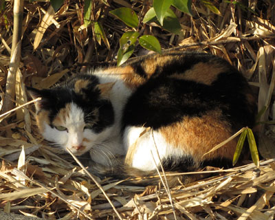 �~�͒|�тŒ��Q