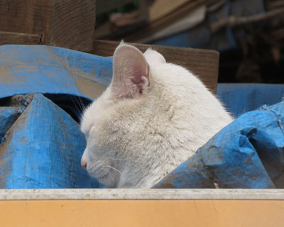 �啧���ۂ�