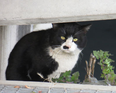 ���H���̔��������