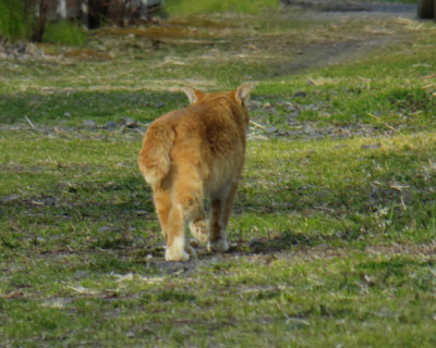 �I�X�Ɨ�������