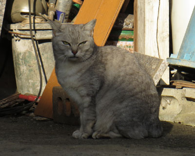 �΂݂˂��Ƃ͕ꖺ�֌W