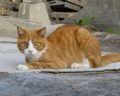 �т�����H