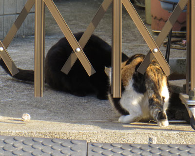 ���͂�͐H�ׂ邪�Ȃ��Ȃ��炵��