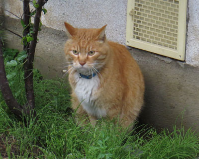 ���J�̌����ɂ���܂�