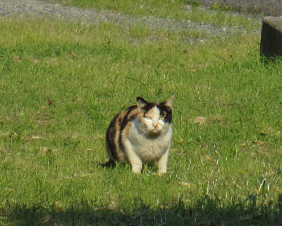 �J�R�C�C�˂�������