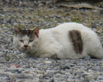 �U����Q�������̒��ԏ�˂�