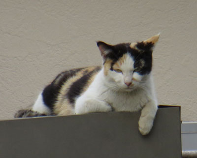 �ɂ����l��S������