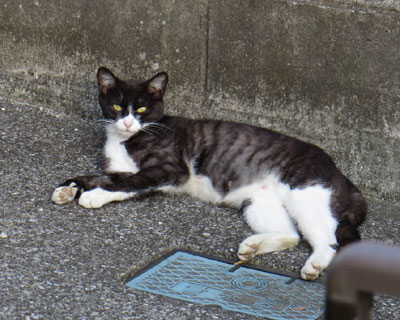 ���낢�ł�Ƃ����܂Ȃ�����