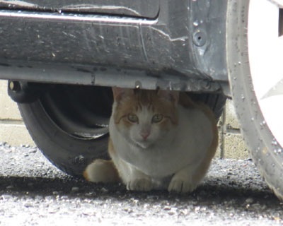 ���킢�����Ǐo�Ă��Ȃ�